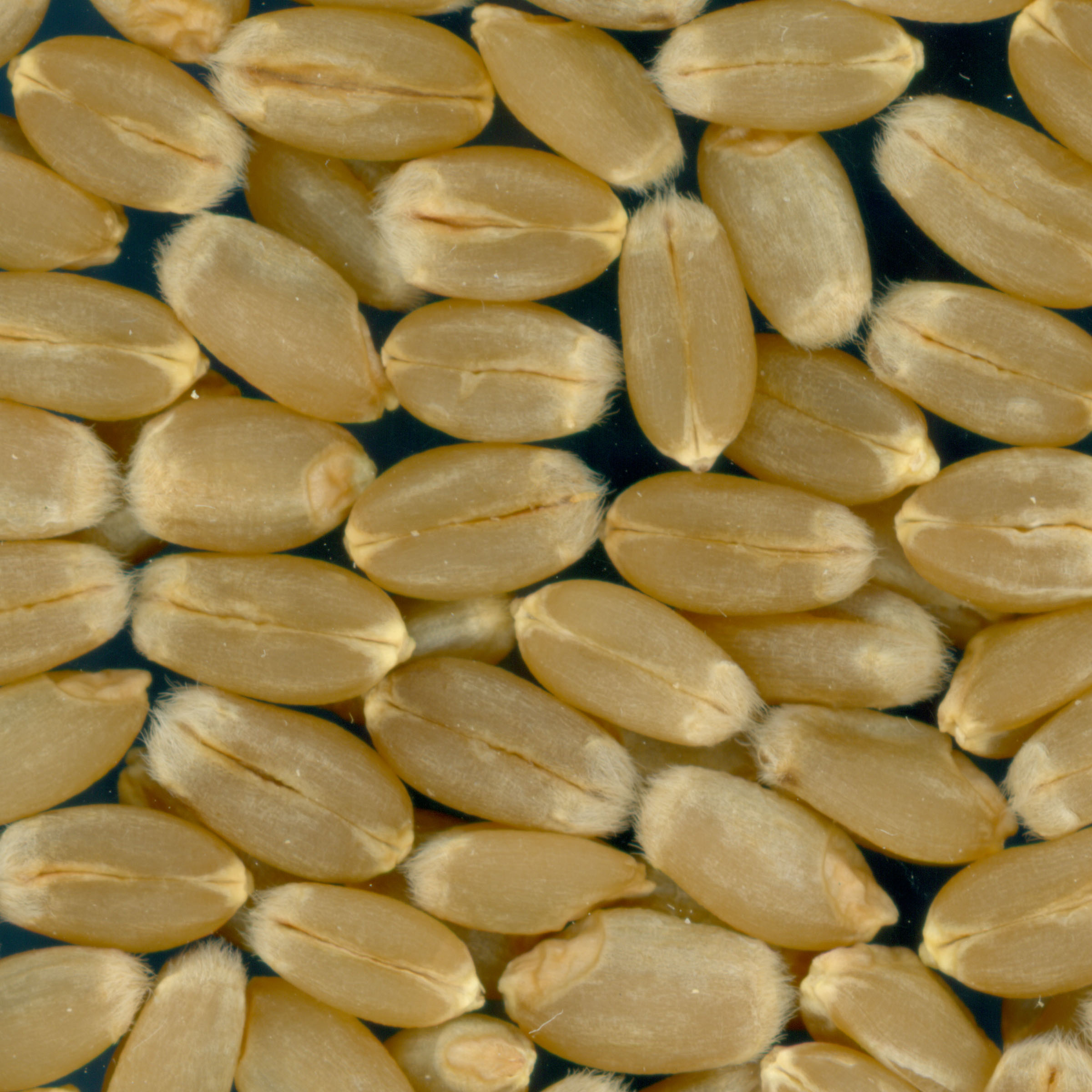 KERNELS
